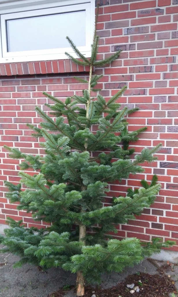 Joulukuusi03
